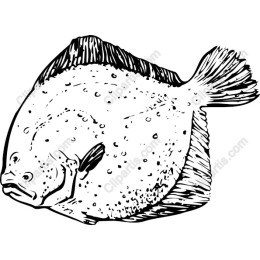 Flounder Fish