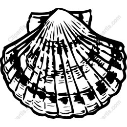 Scalloped Shell