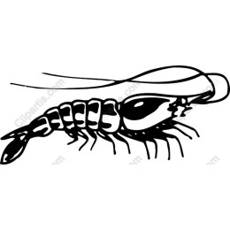 Elegant Shrimp