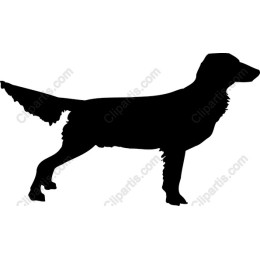 Elegant Dog