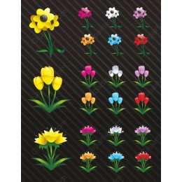 Colorful Flower Collections
