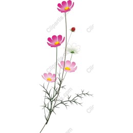 Pink Cosmos Flower