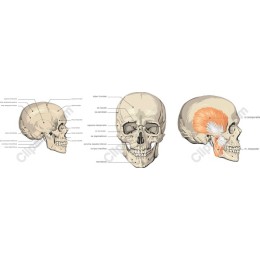 Detailed Human Skull Anatomy