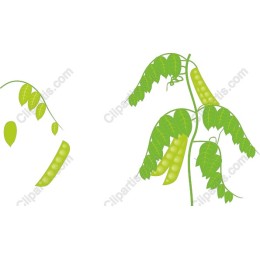 Vibrant Green Pea