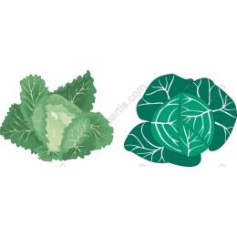 Vibrant Cabbage