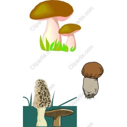 Vibrant Mushroom Collection