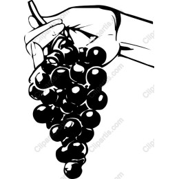 Hand-Drawn Grape