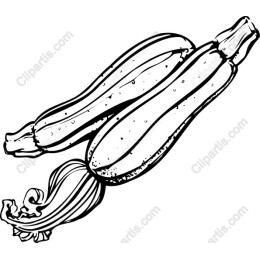 Fresh Zucchini Hand-Drawn