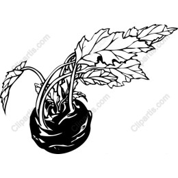 Kohlrabi Botanical