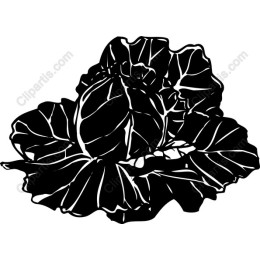 Black and White Cabbage