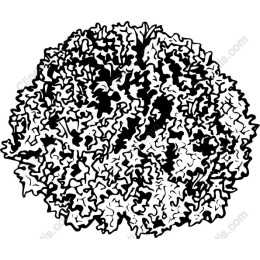 Decorative Cabbage