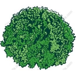 Lush Leafy Green Vegetable