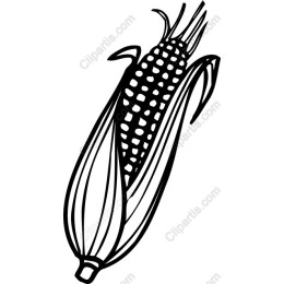 Corn Cob