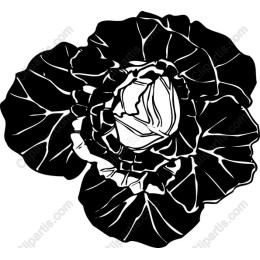 Black and White Cabbage