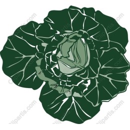 Lush Cabbage