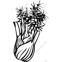 Fennel Bulb