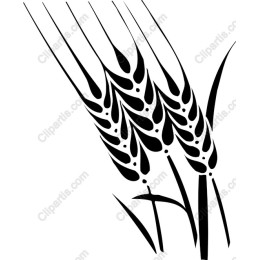 Elegant Wheat Stalks