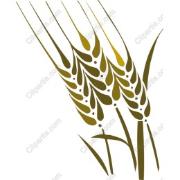 Elegant Wheat Stalks