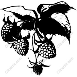 Raspberry Vine