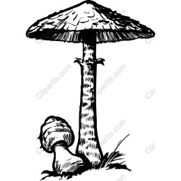 Whimsical Mushroom