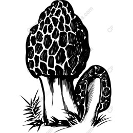 Morel Mushroom