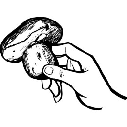 Hand-Drawn Mushroom