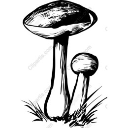 Elegant Mushroom