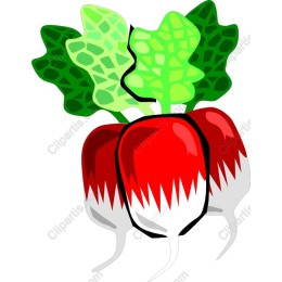 Fresh Radish