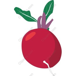 Vibrant Radish