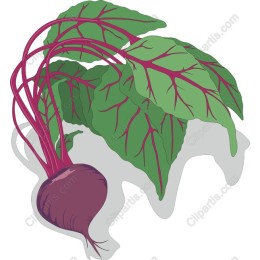Vibrant Beetroot