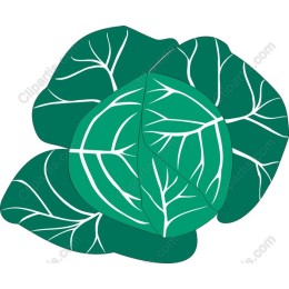 Lush Green Cabbage