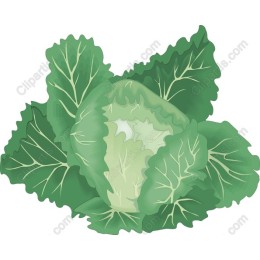 Fresh Cabbage