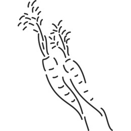 Hand-Drawn Carrot