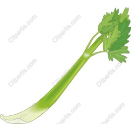 Fresh Celery