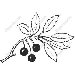Elegant Black Berry Branch