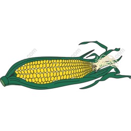 Fresh Corn on the Cob
