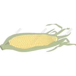 Fresh Corn on the Cob