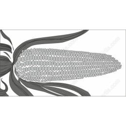 Corn Ear