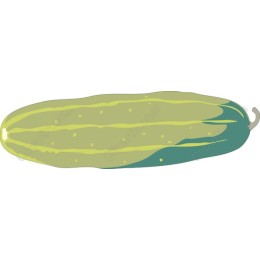 Fresh Zucchini