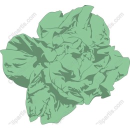 Fresh Lettuce
