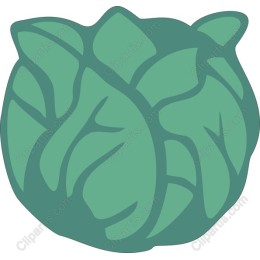 Fresh Green Cabbage