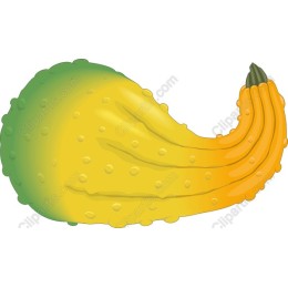Vibrant Squash