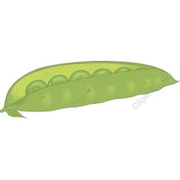 Fresh Green Pea Pod