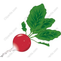 Vibrant Fresh Radish