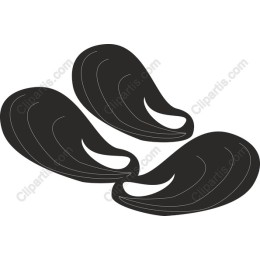 Elegant Mussel Shell