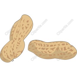 Freshly Shelled Peanuts