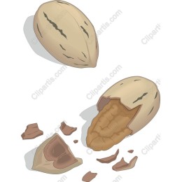 Pecan Nut