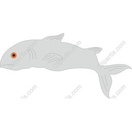 Fish - Orange-Eyed