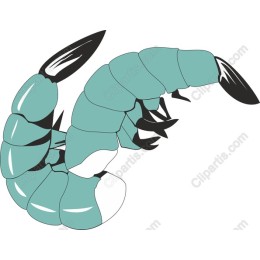 Elegant Shrimp in