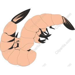 Premium Shrimp